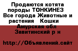 Продаются котята породы ТОНКИНЕЗ - Все города Животные и растения » Кошки   . Амурская обл.,Завитинский р-н